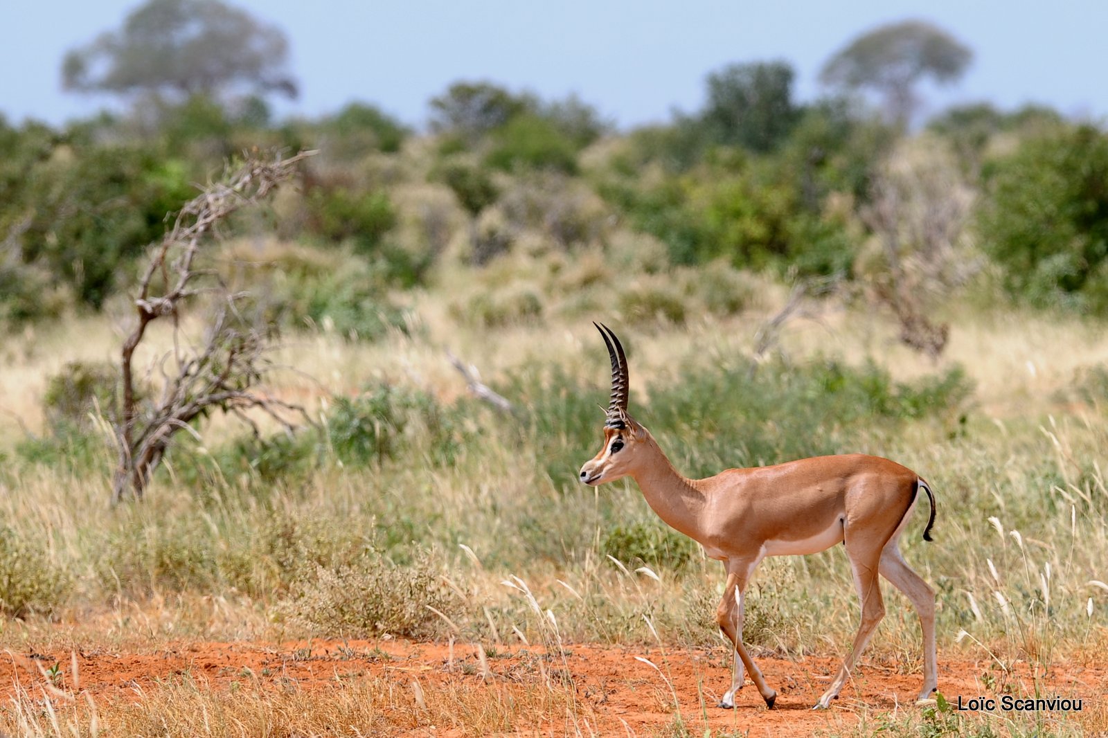 Gazelle de Peters/Peters' Gazelle (3)