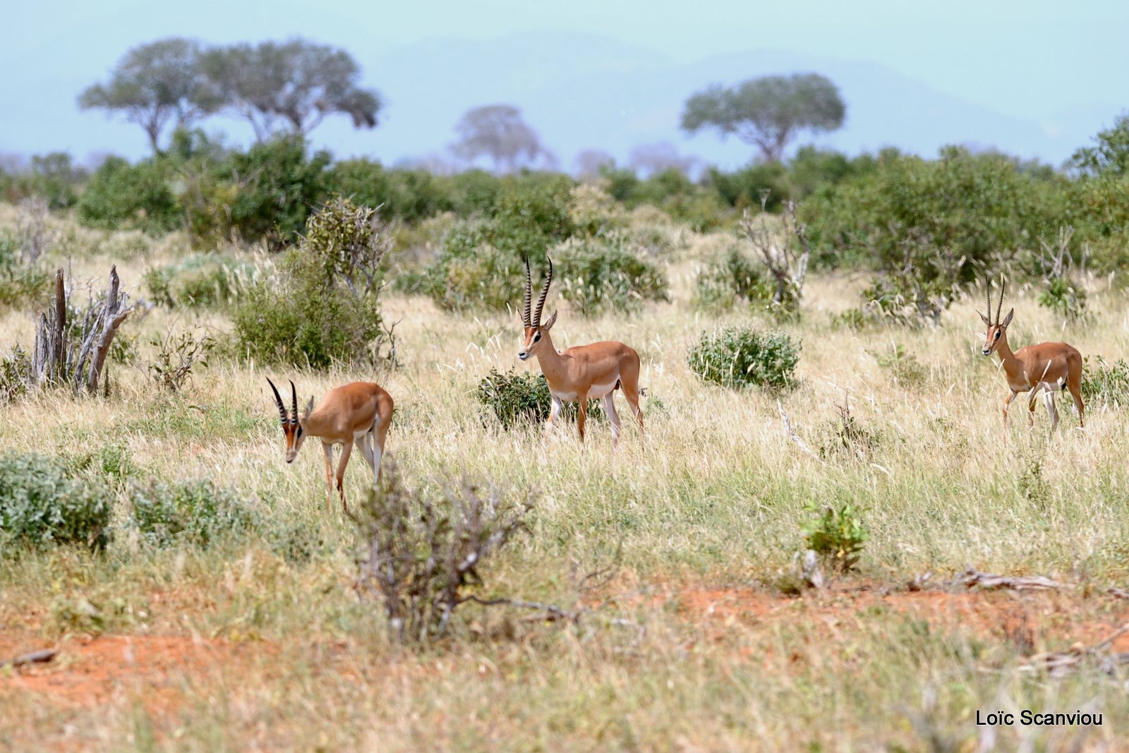 Gazelle de Peters/Peters' Gazelle (4)