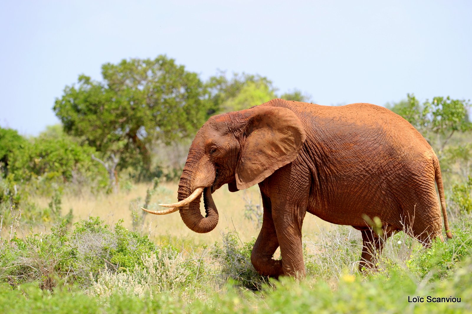 Eléphant (25)