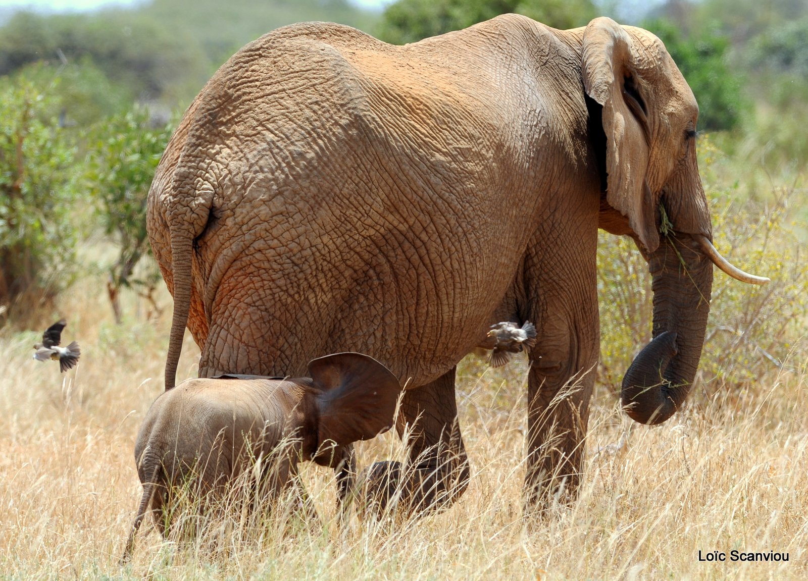 Eléphant (27)