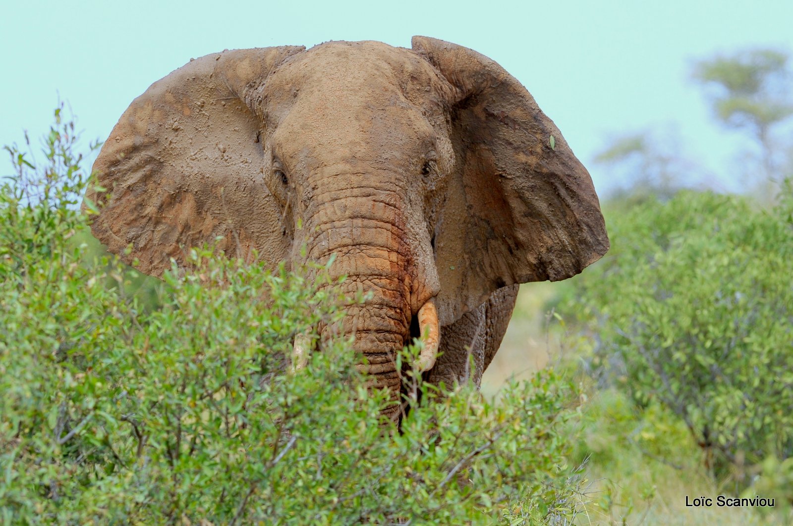 Eléphant (29)