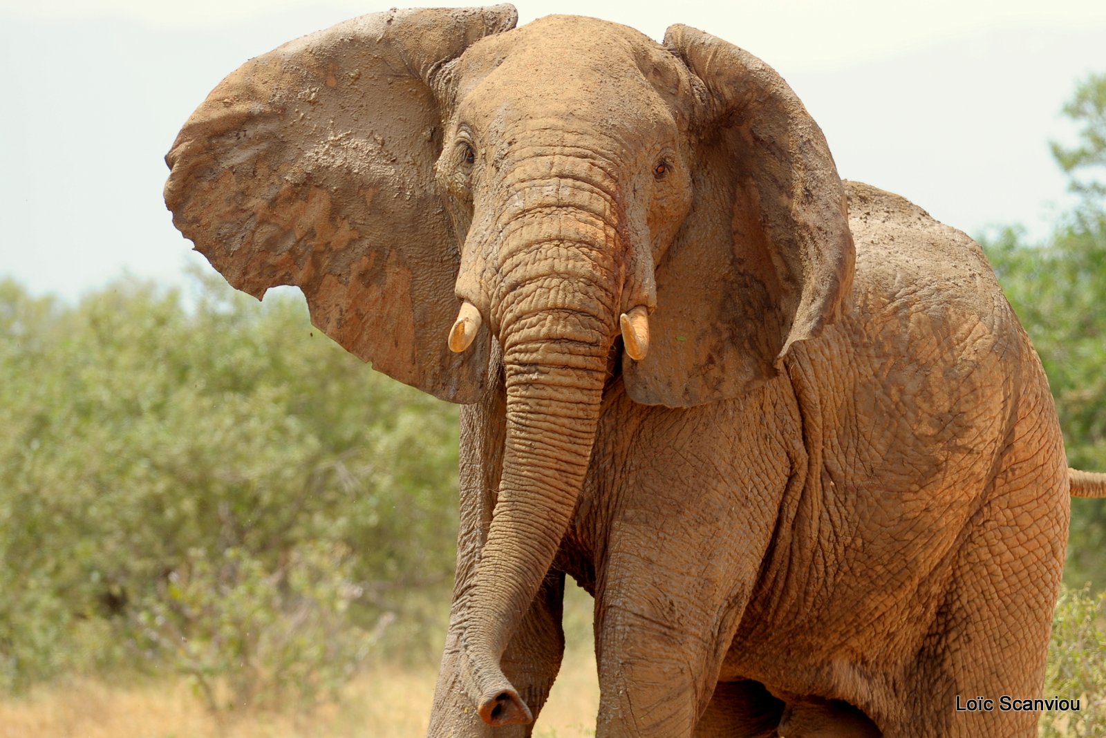 Eléphant (30)
