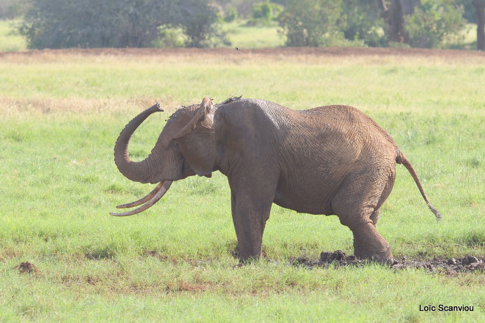 Eléphant (31)