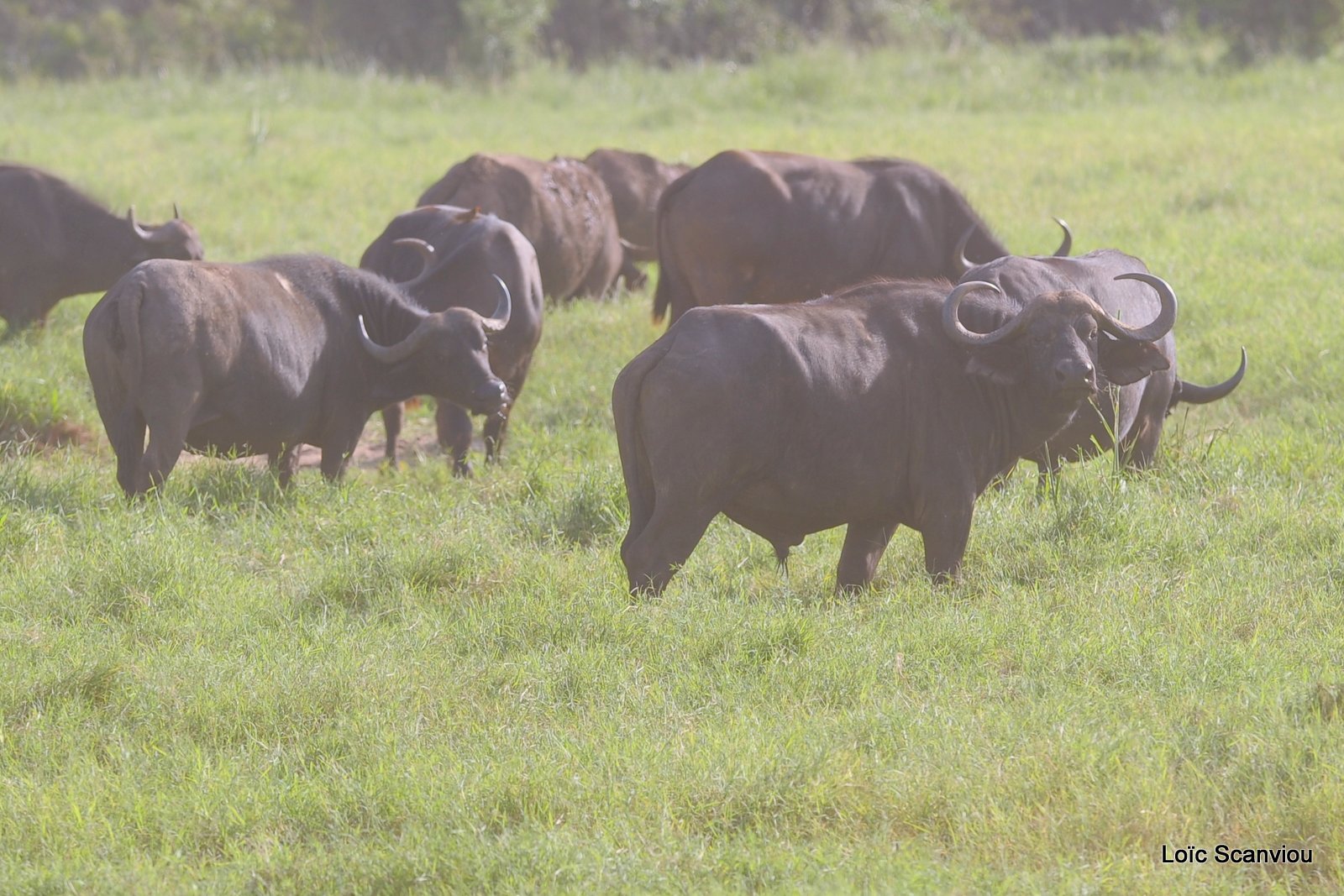 Buffle du Cap/Cape Buffalo (1)