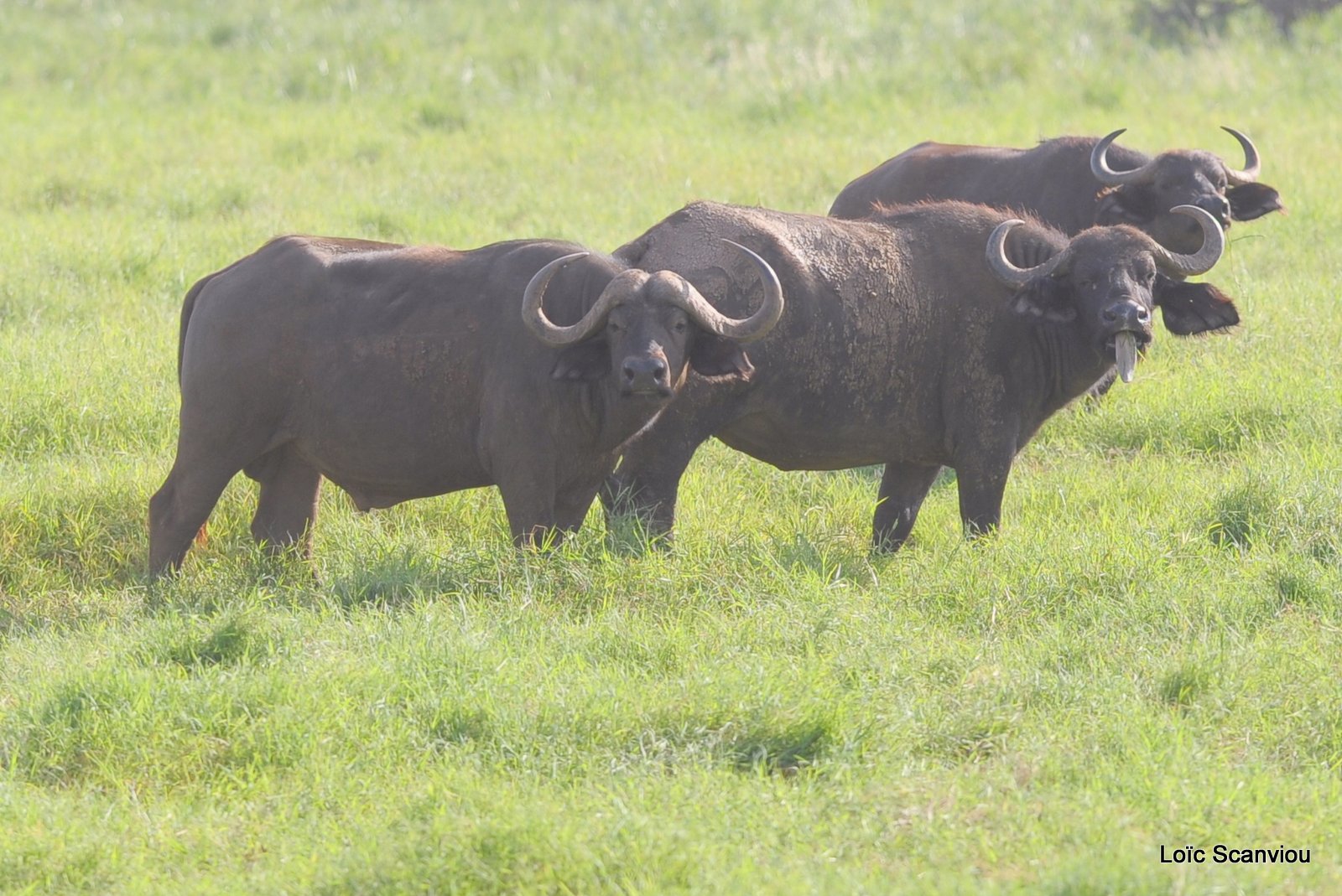 Buffle du Cap/Cape Buffalo (2)