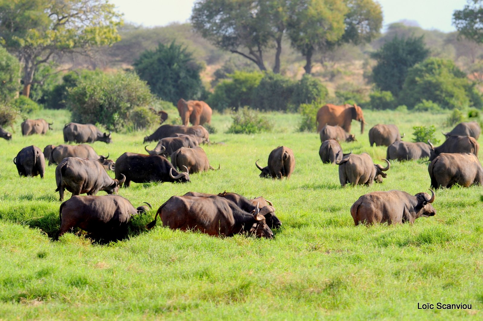 Buffle du Cap/Cape Buffalo (3)