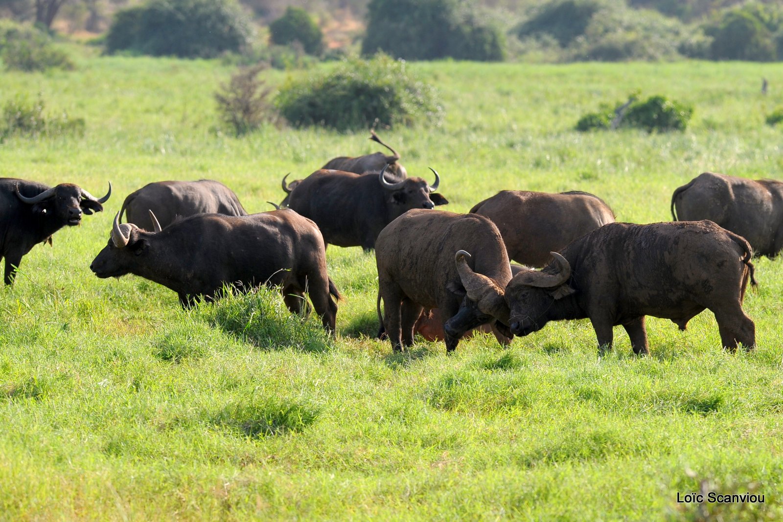 Buffle du Cap/Cape Buffalo (4)