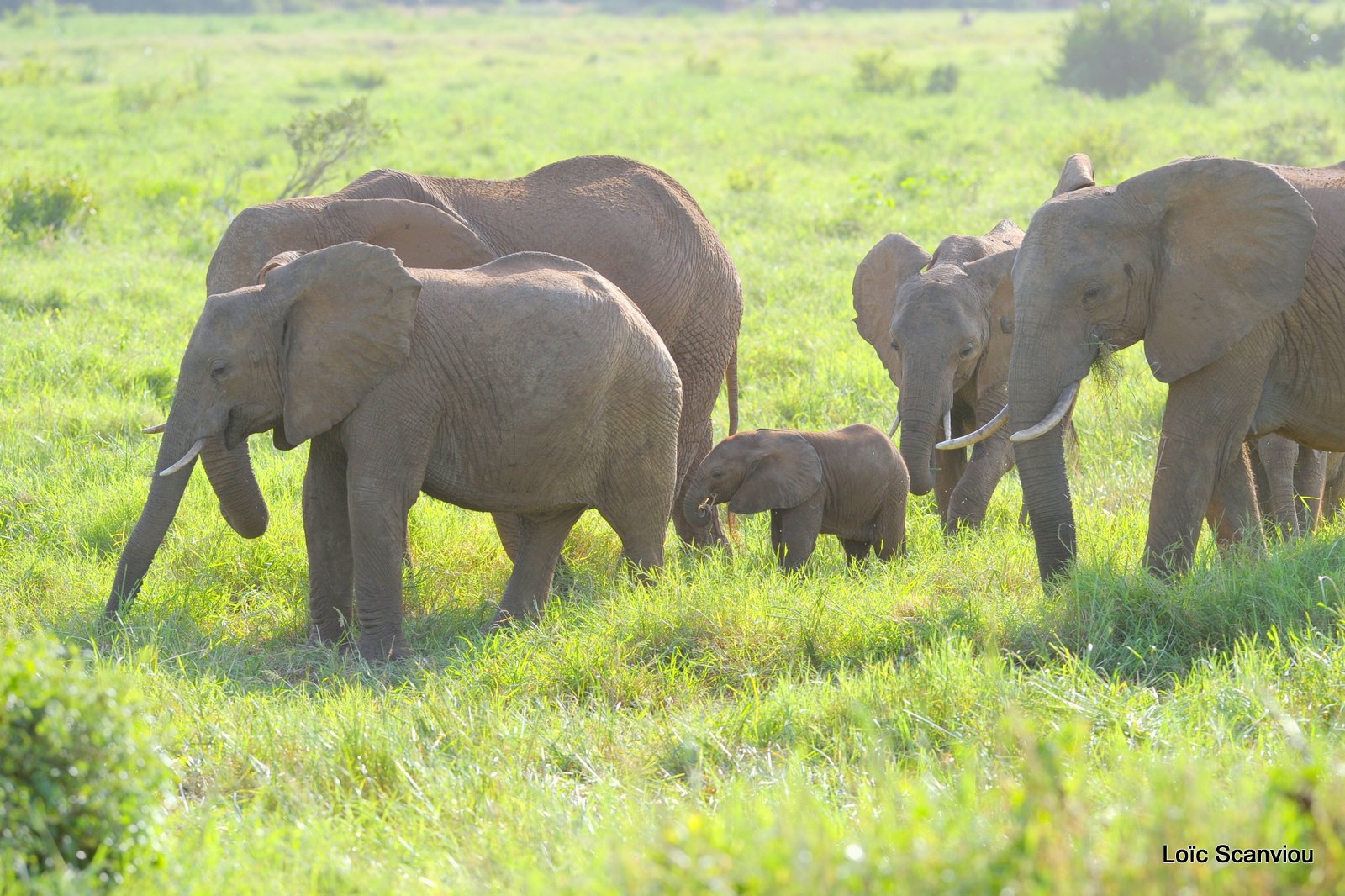 Eléphant (32)