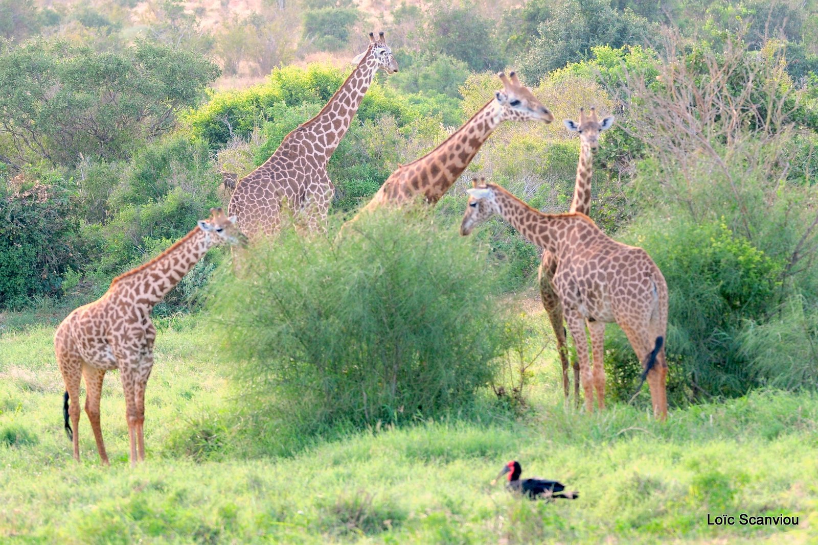 Girafe/Giraffe (9)