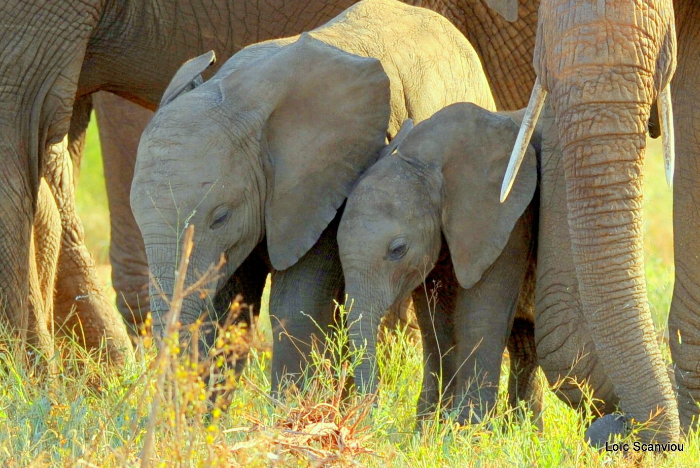 Eléphant (35)