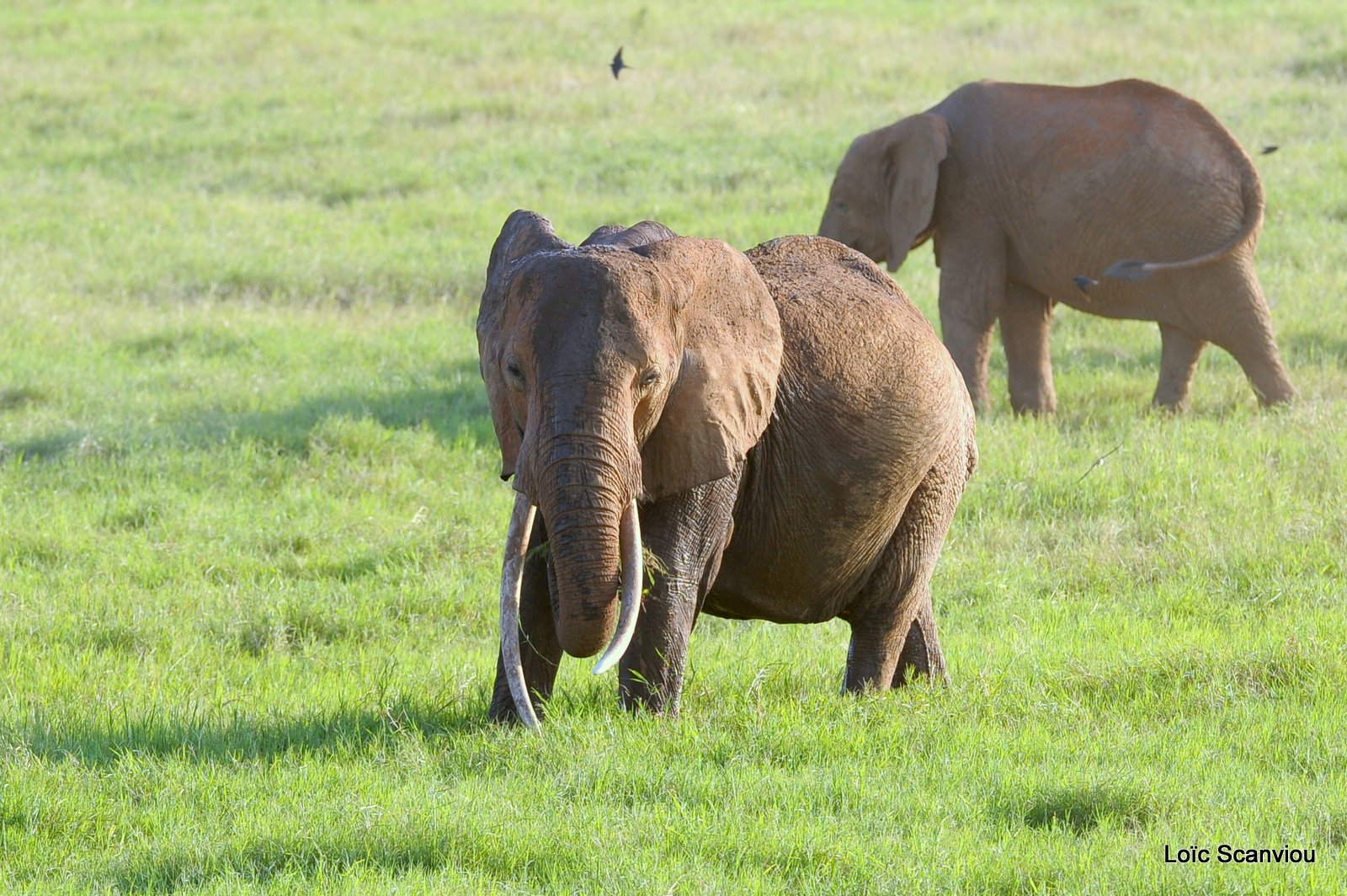 Eléphant (39)