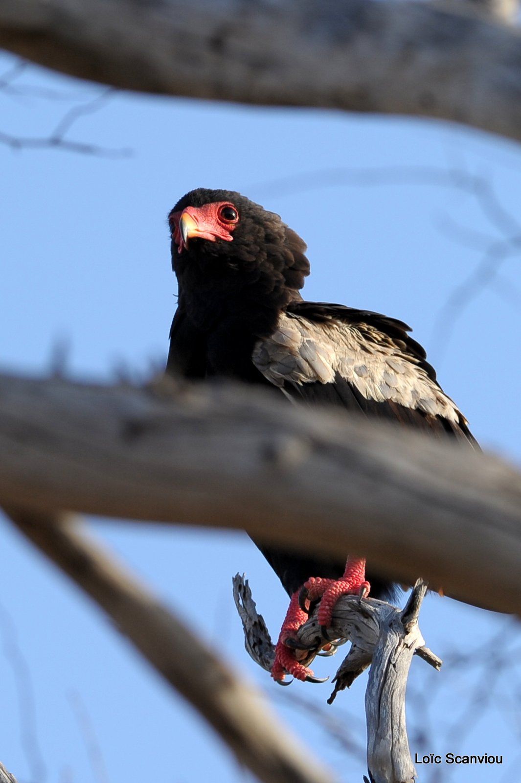Aigle bateleur/Bateleur Eagle (1)