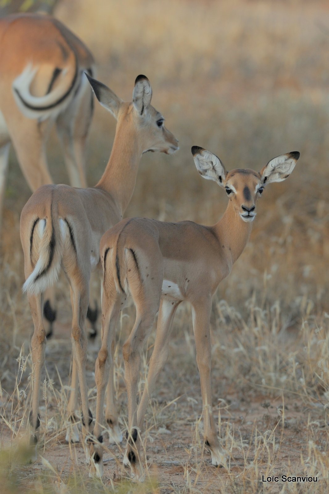 Impala (1)
