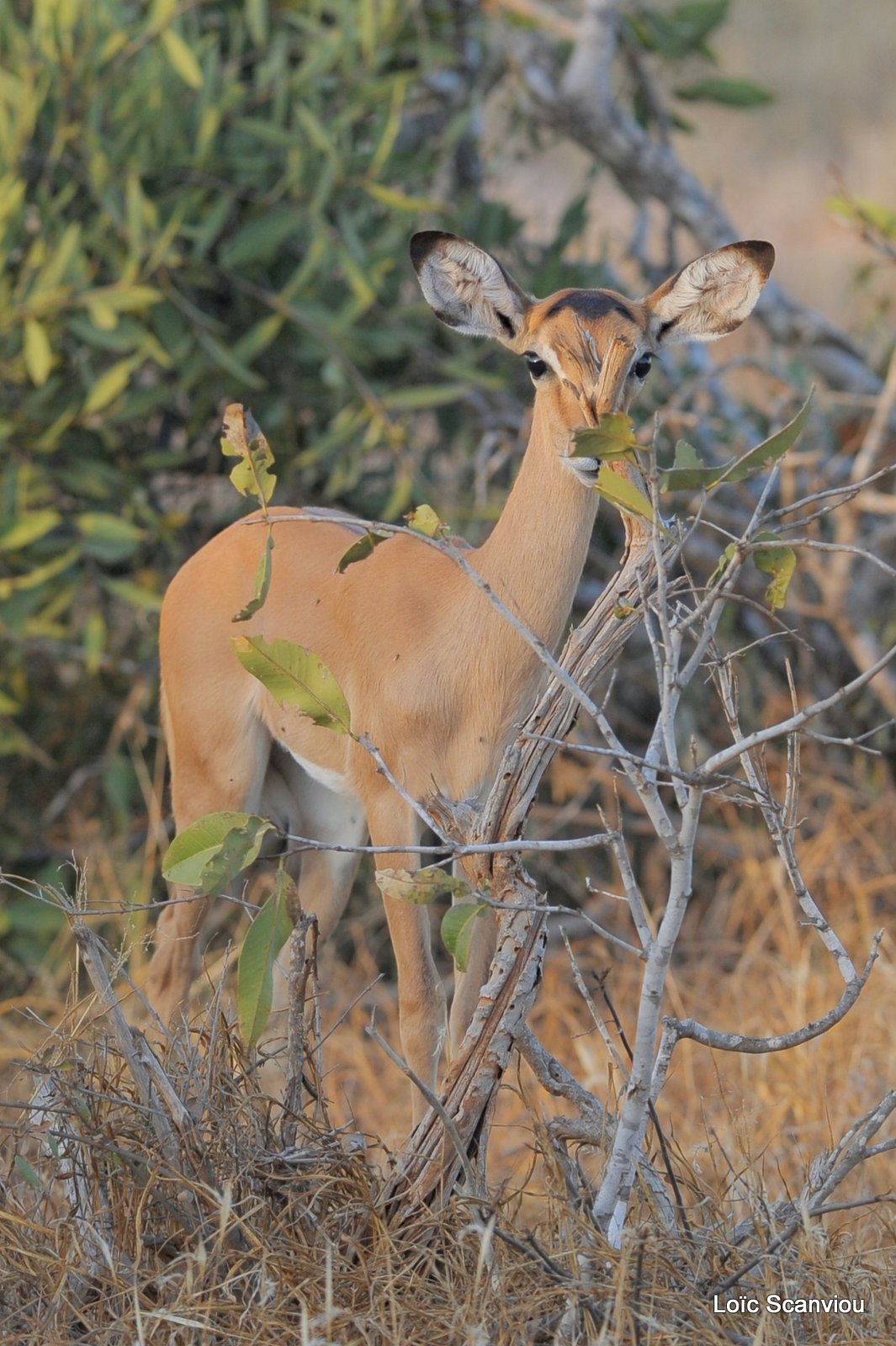 Impala (2)