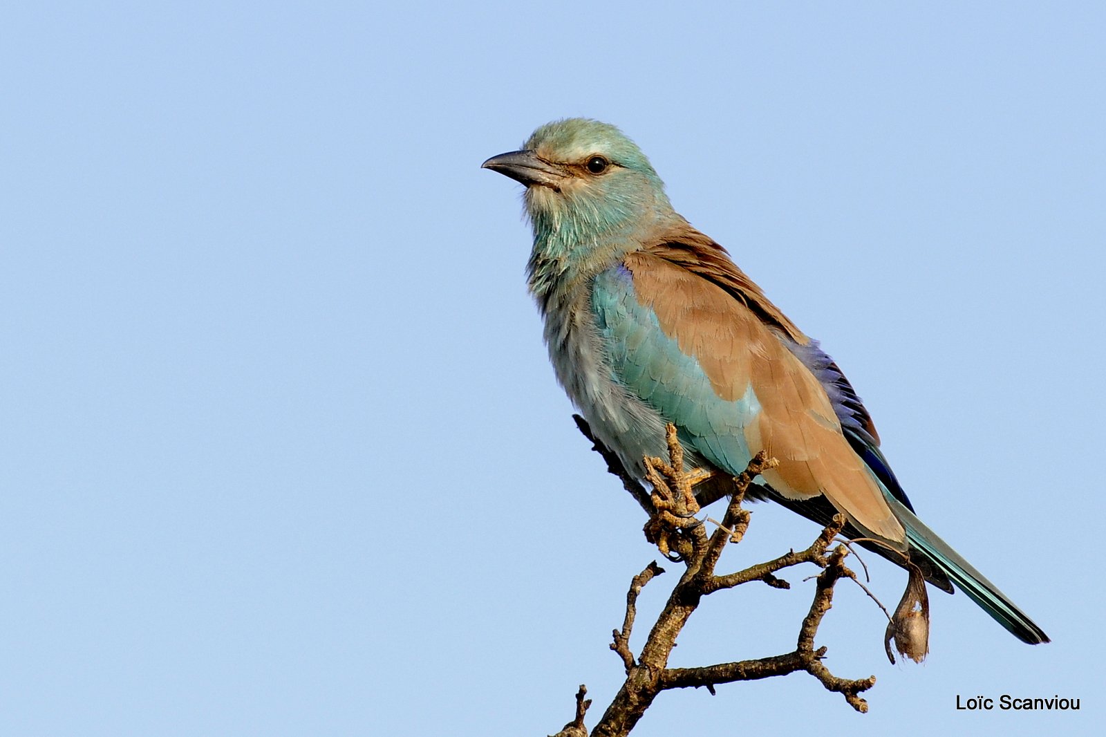 Rollier européen/European Roller (2)