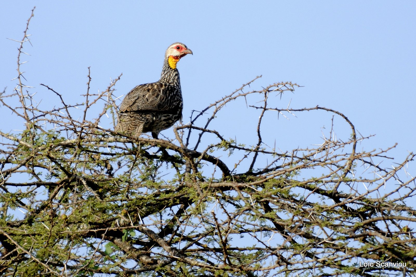 Francolin à cou jaune/Yellow-necked Spurfowl (1)