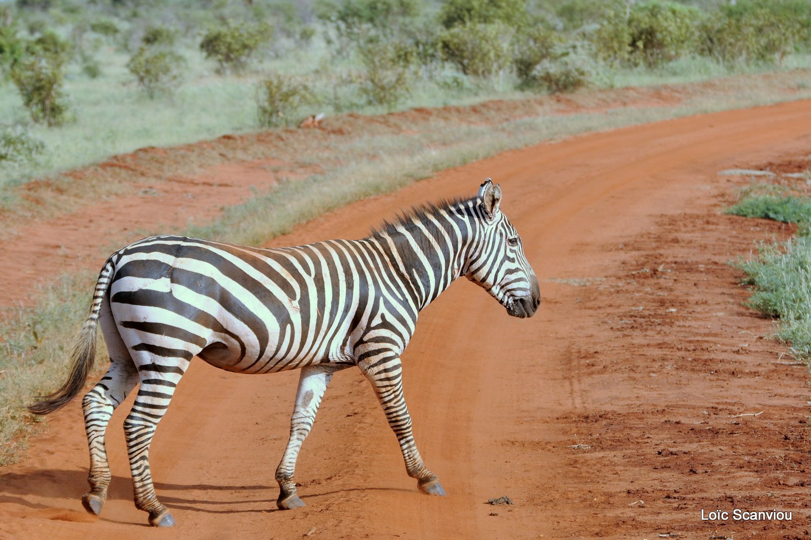 Zèbre/Zebra (22)
