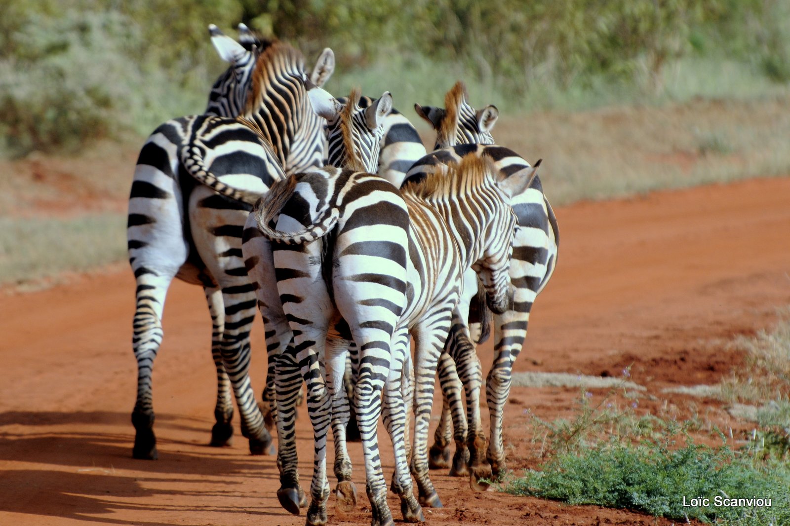 Zèbre/Zebra (23)