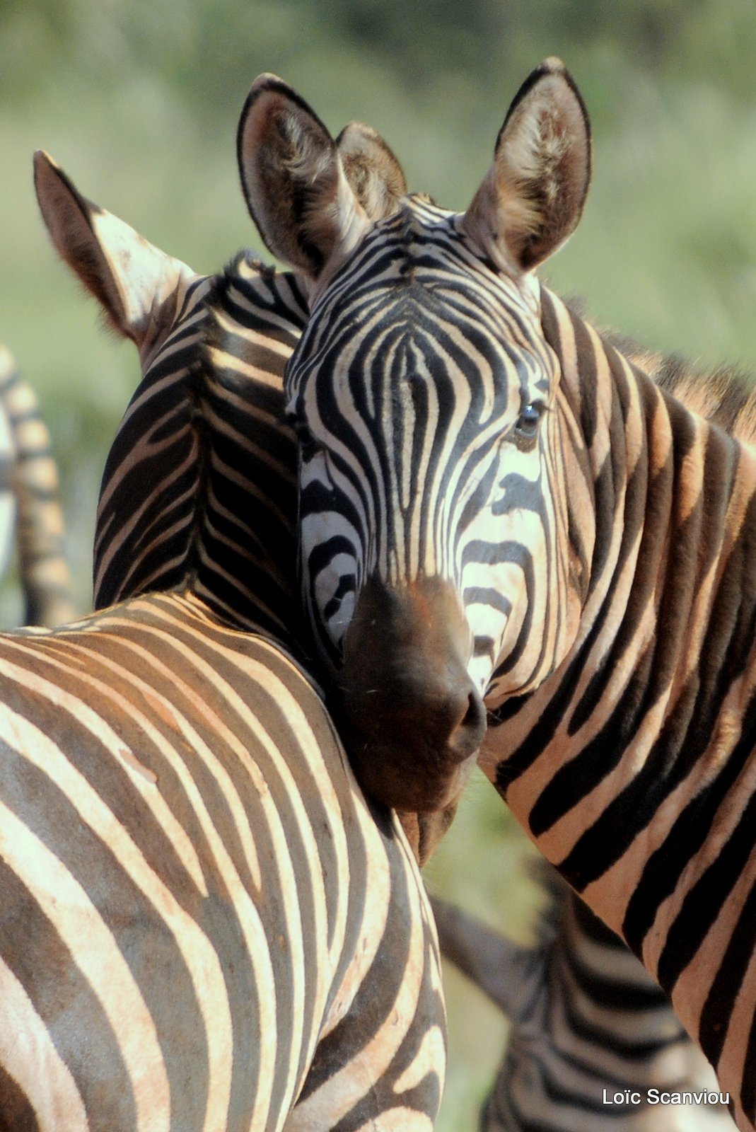 Zèbre/Zebra (24)