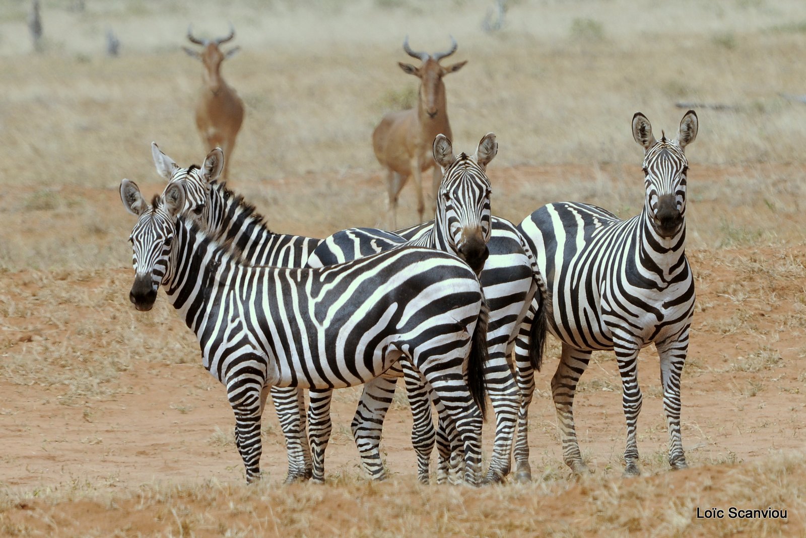 Zèbre/Zebra (25)