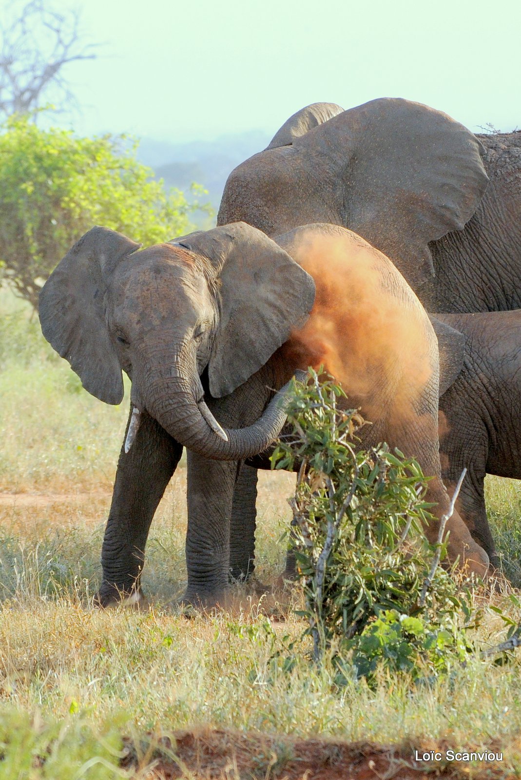 Eléphant (41)
