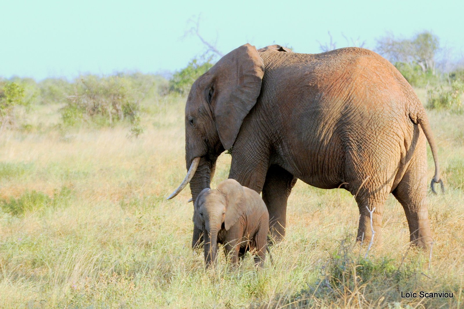 Eléphant (42)