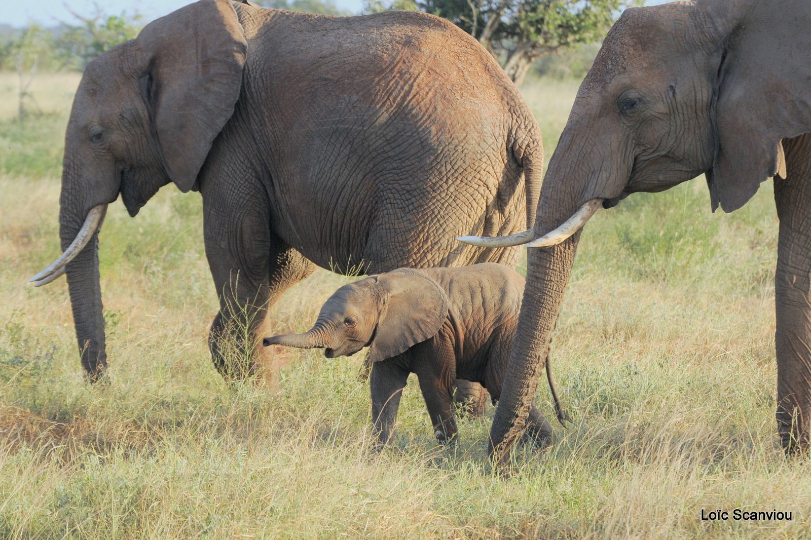 Eléphant (43)