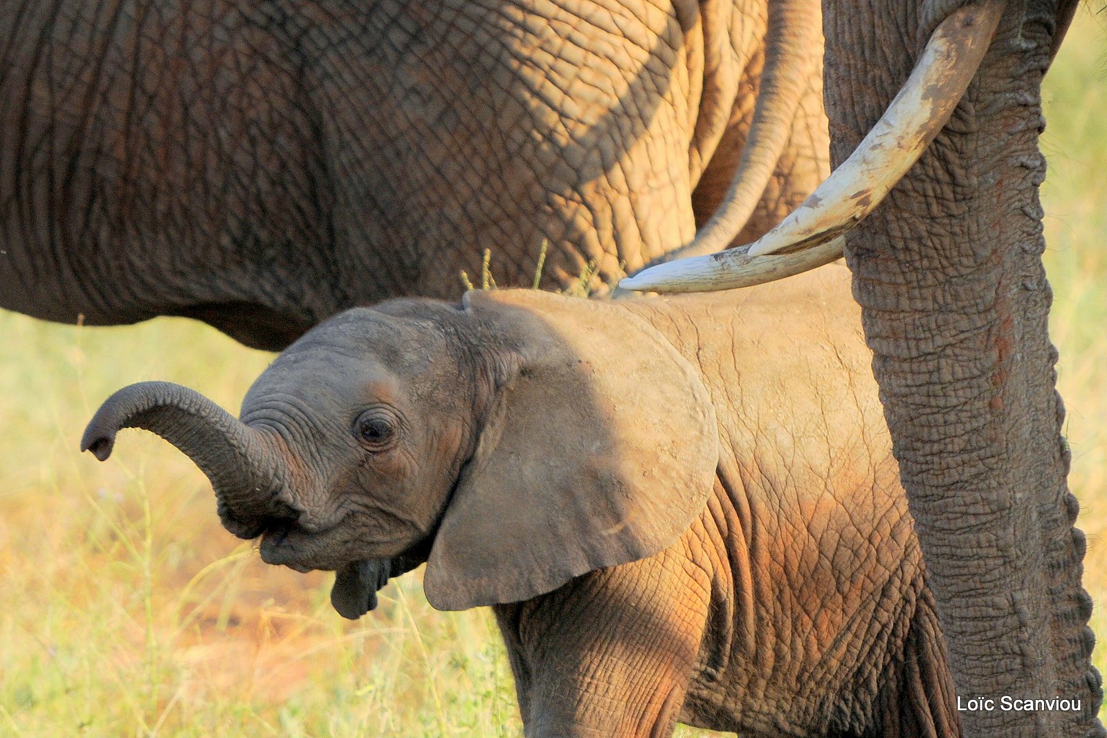 Eléphant (44)