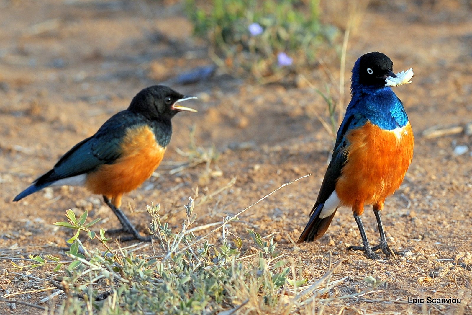 Choucador superbe/Superb Starling (1)