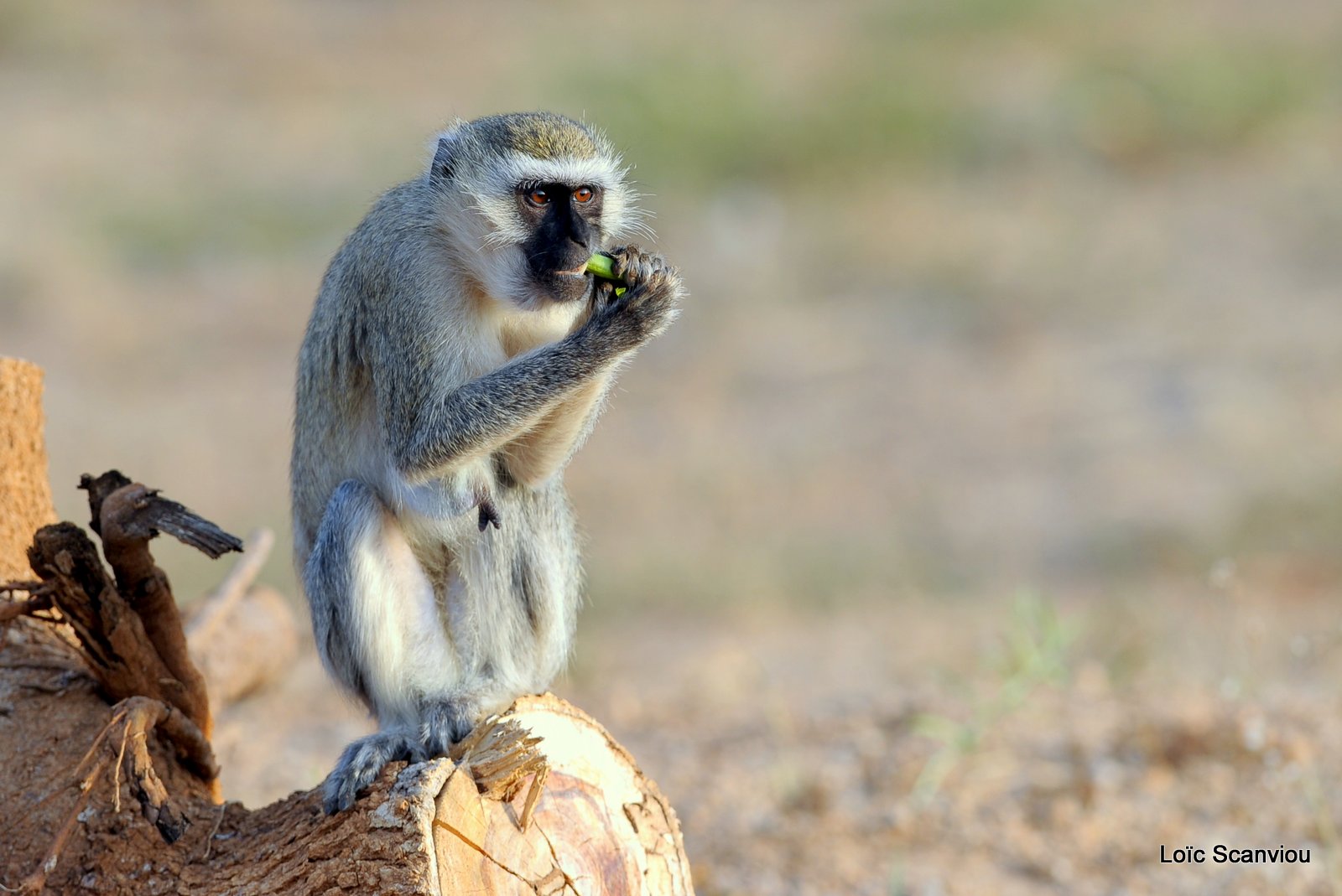 Vervet/Vervet monkey (1)