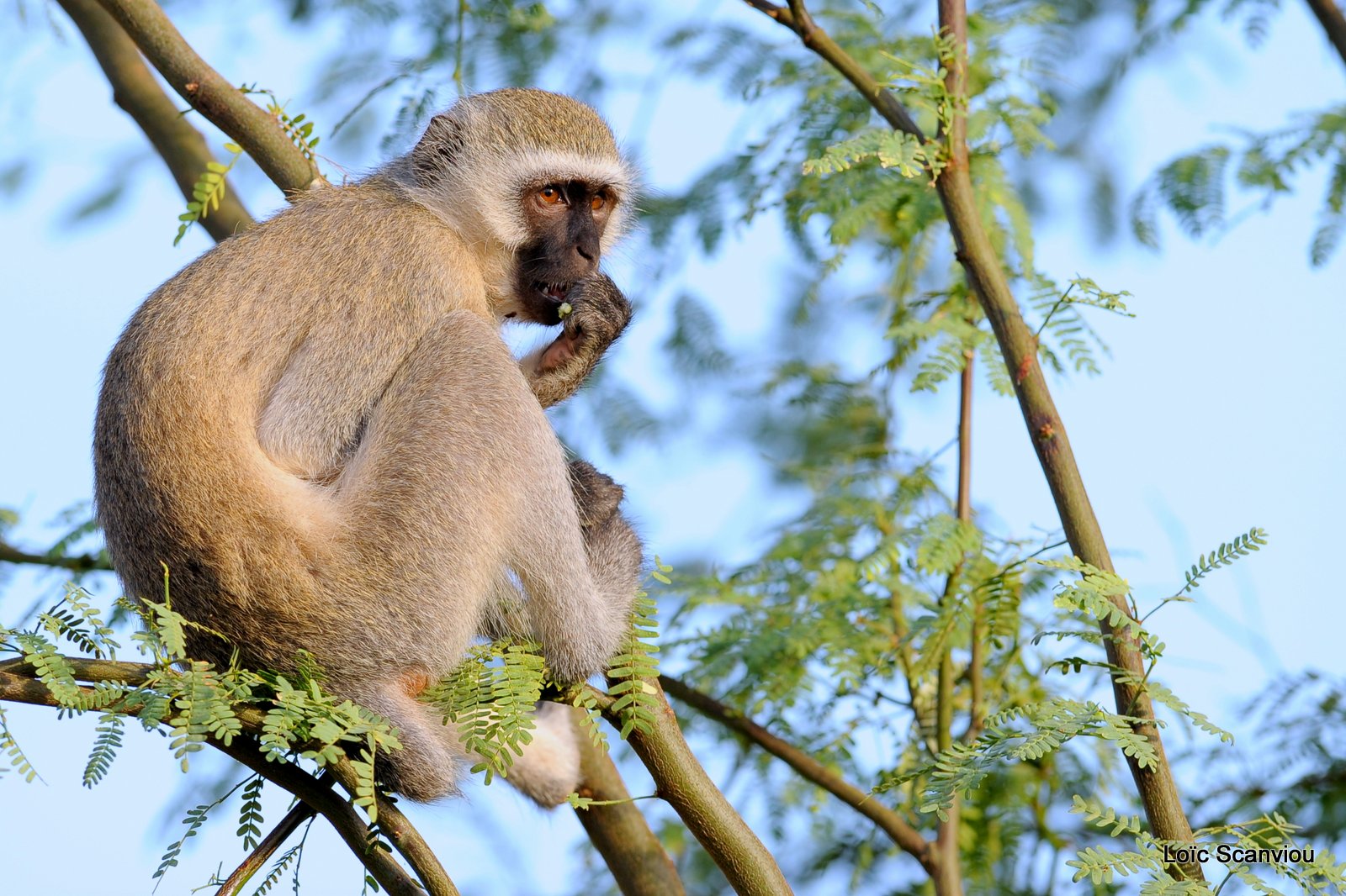 Vervet/Vervet monkey (4)