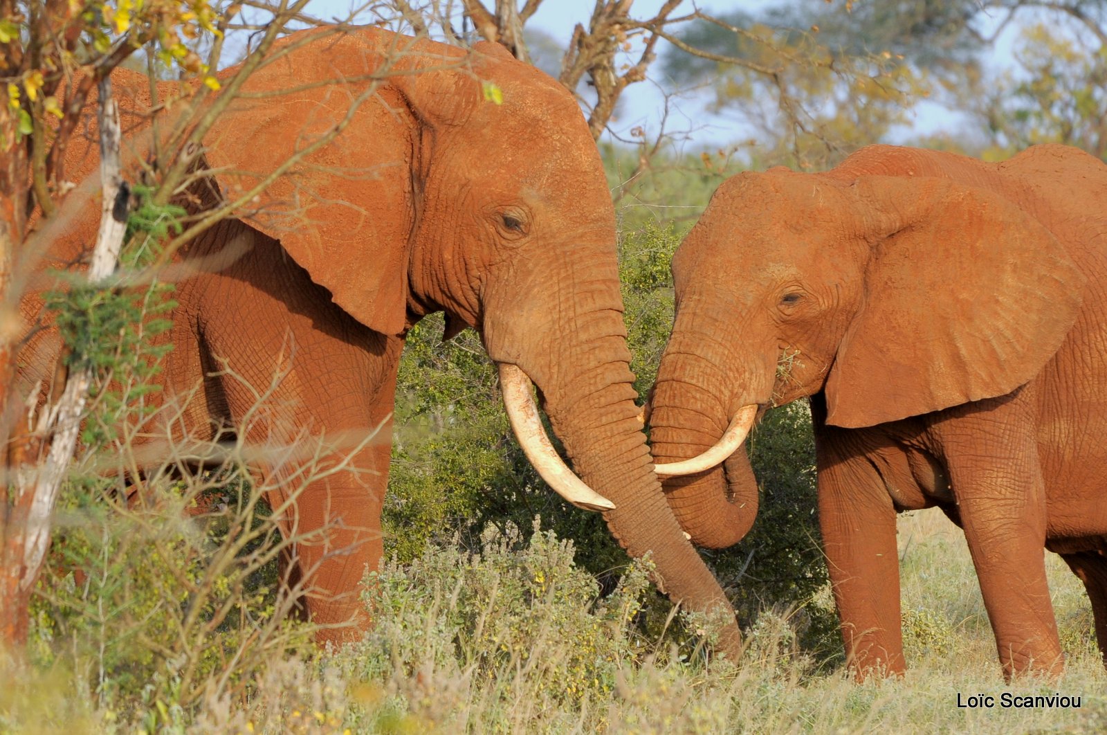 Eléphant (6)
