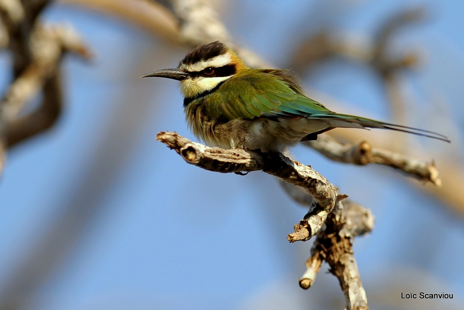 Guêpier à gorge blanche/White-throated Bee-Eater (3)
