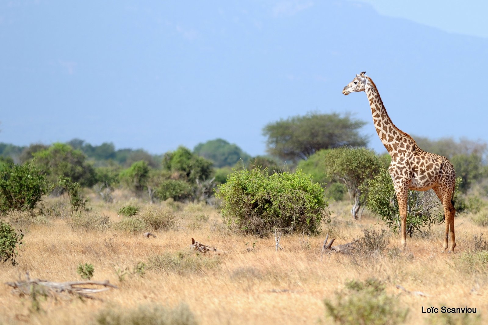 Girafe/Giraffe (4)