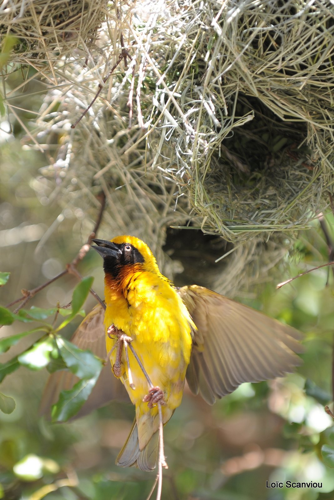 Tisserin/Weaver (1)