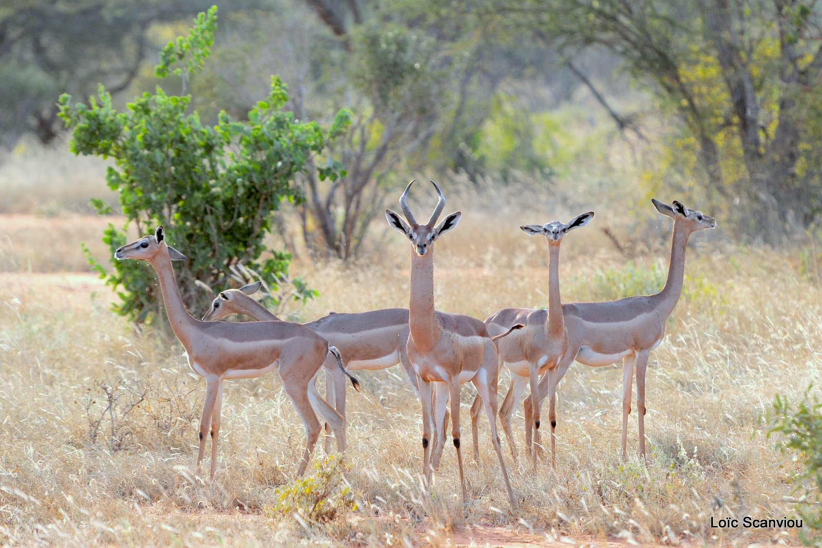 Gazelle de Waller/Gerenuk (1)