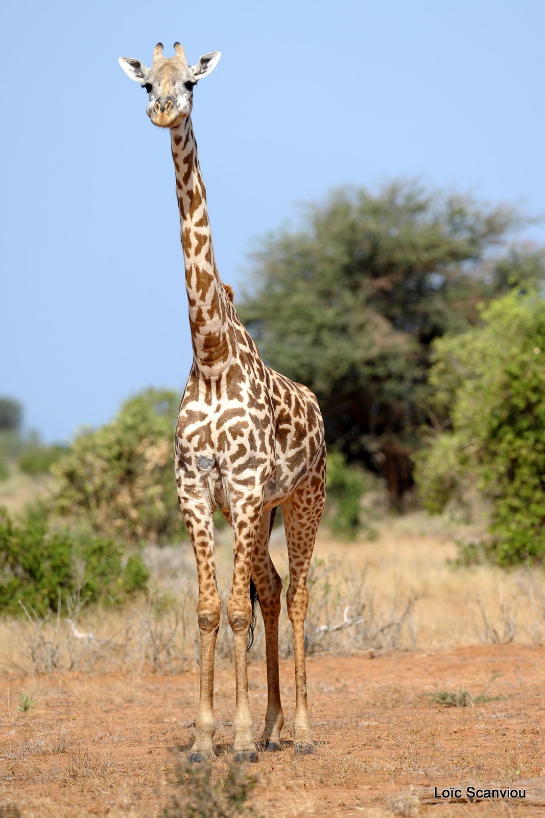 Girafe/Giraffe (5)