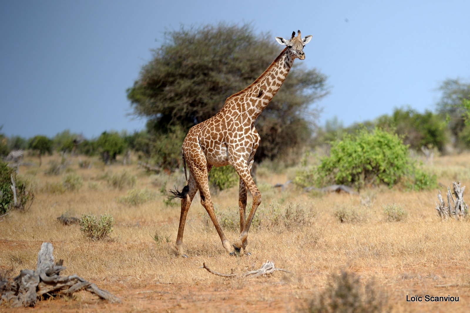 Girafe/Giraffe (6)