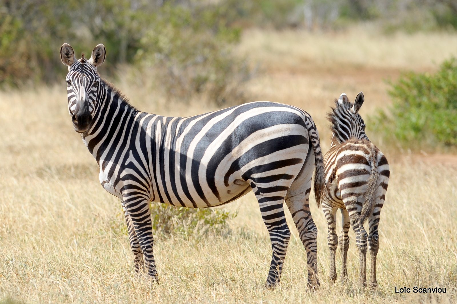 Zèbre/Zebra (26)