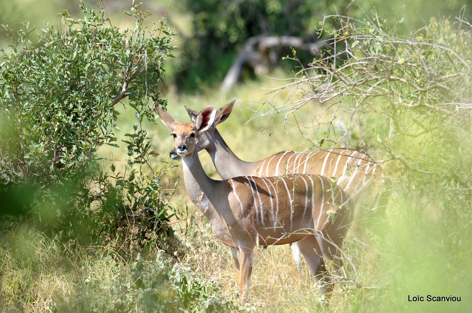Petit Koudou/Lesser Kudu  (3)