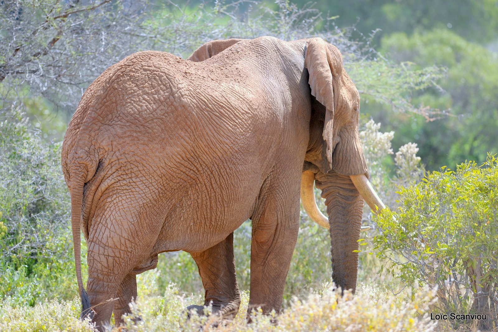 Eléphant (45)
