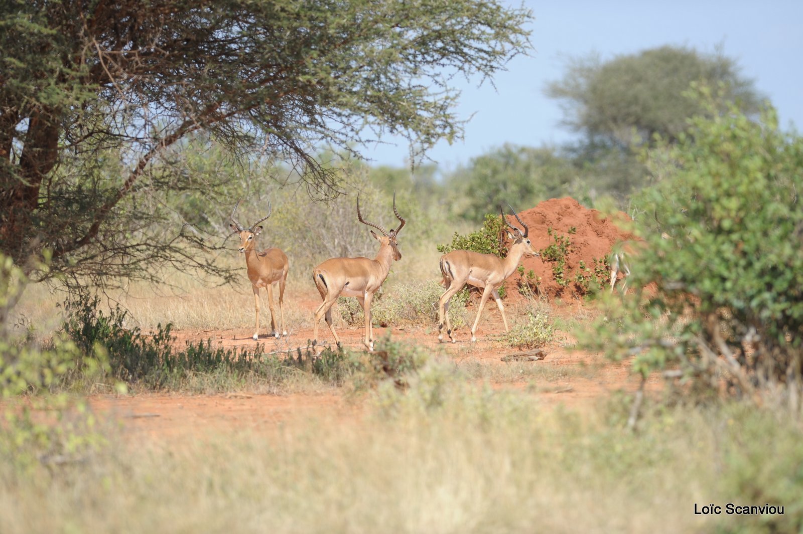 Impala (5)