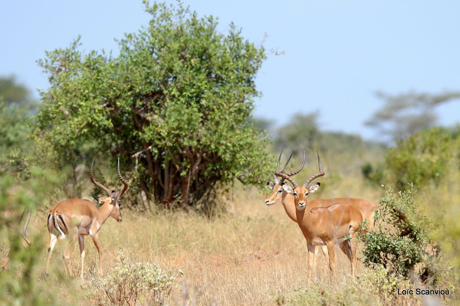 Impala (3)
