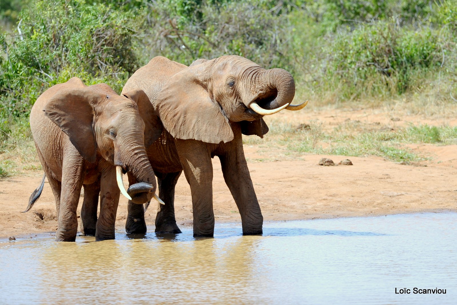 Eléphant (46)