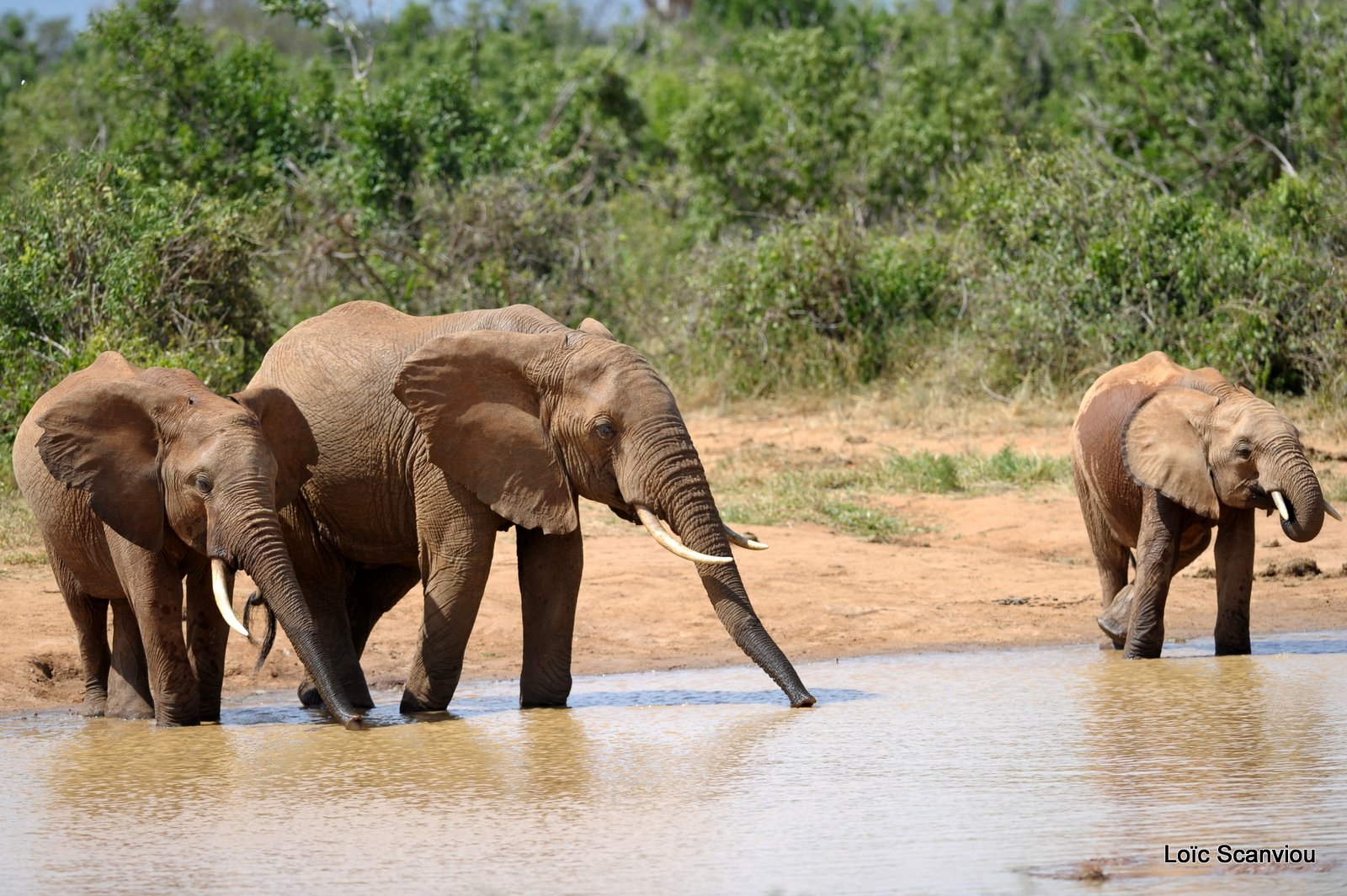 Eléphant (47)