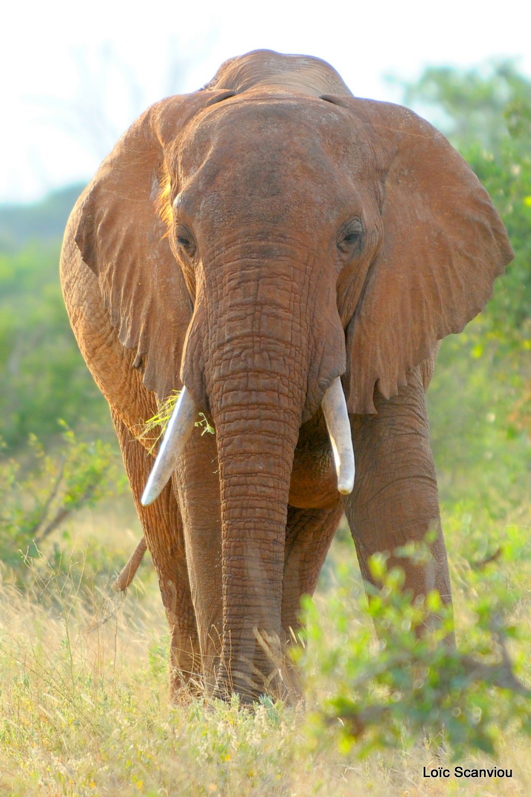 Eléphant (7)