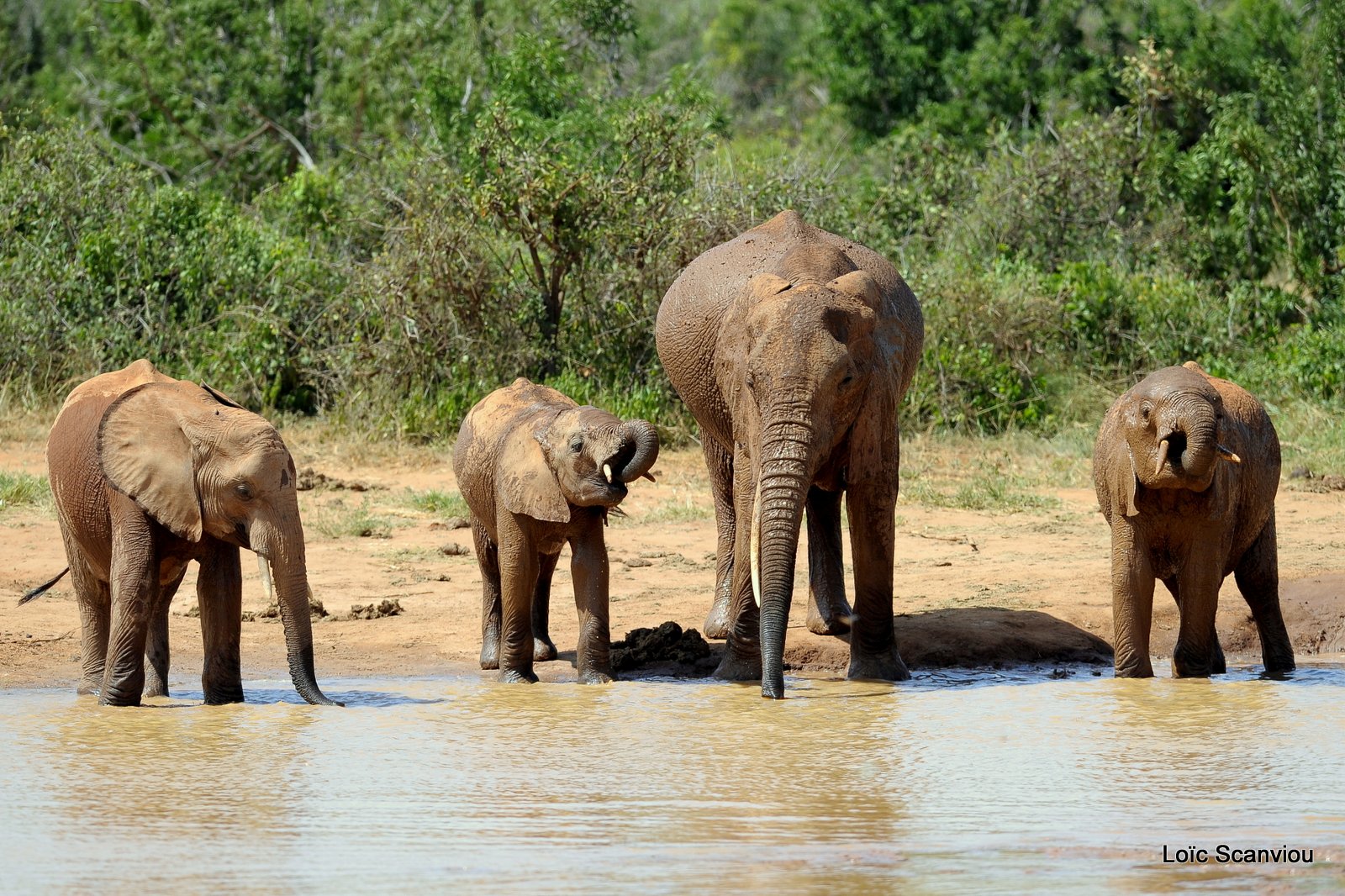 Eléphant (49)