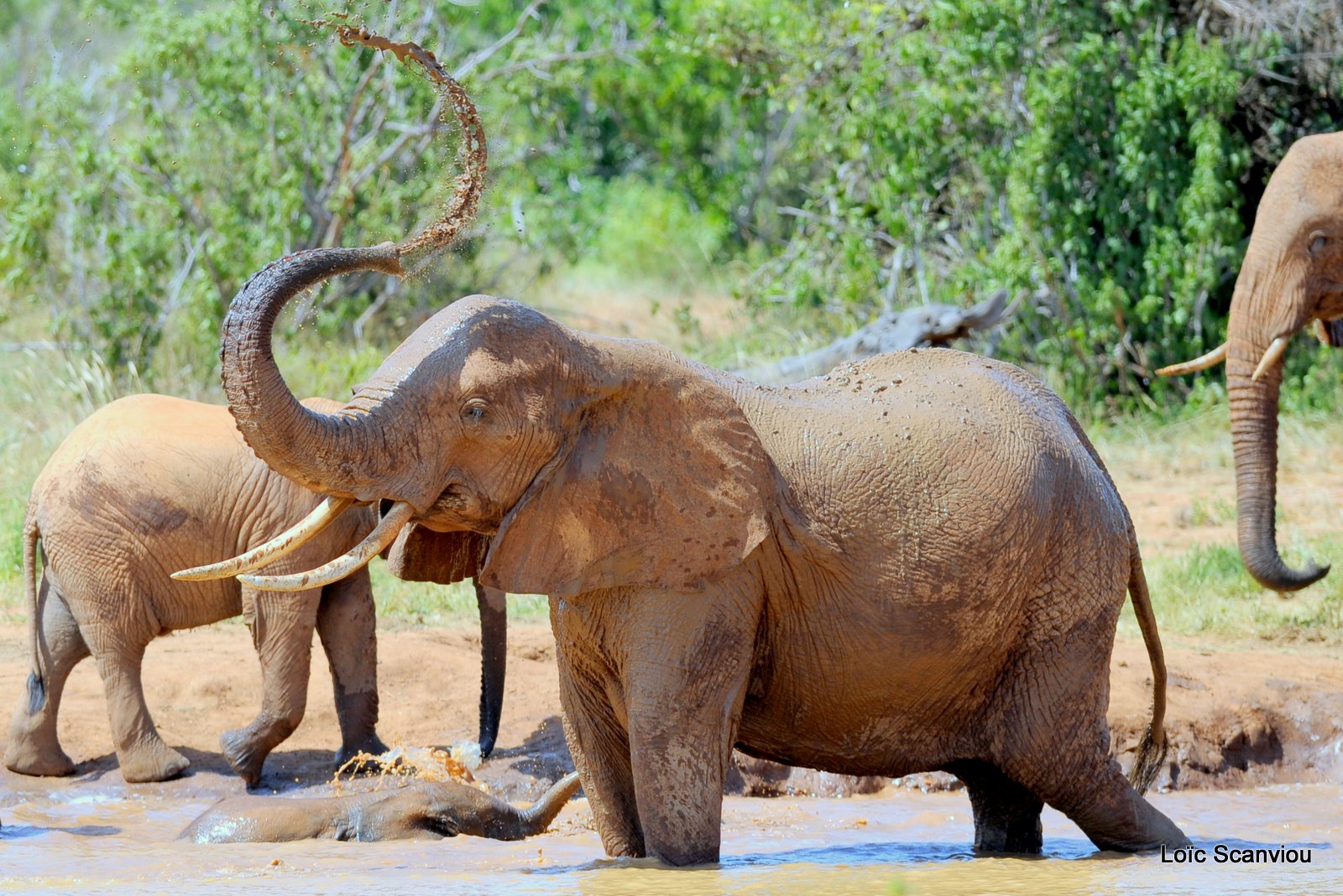 Eléphant (52)