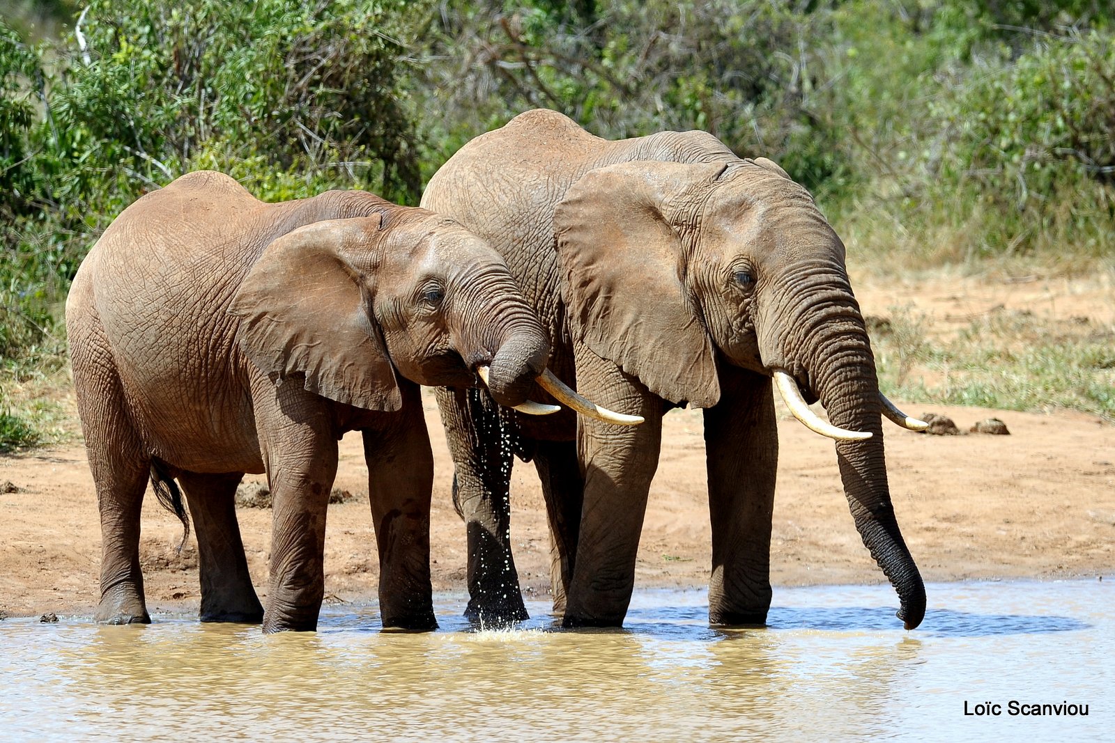 Eléphant (53)
