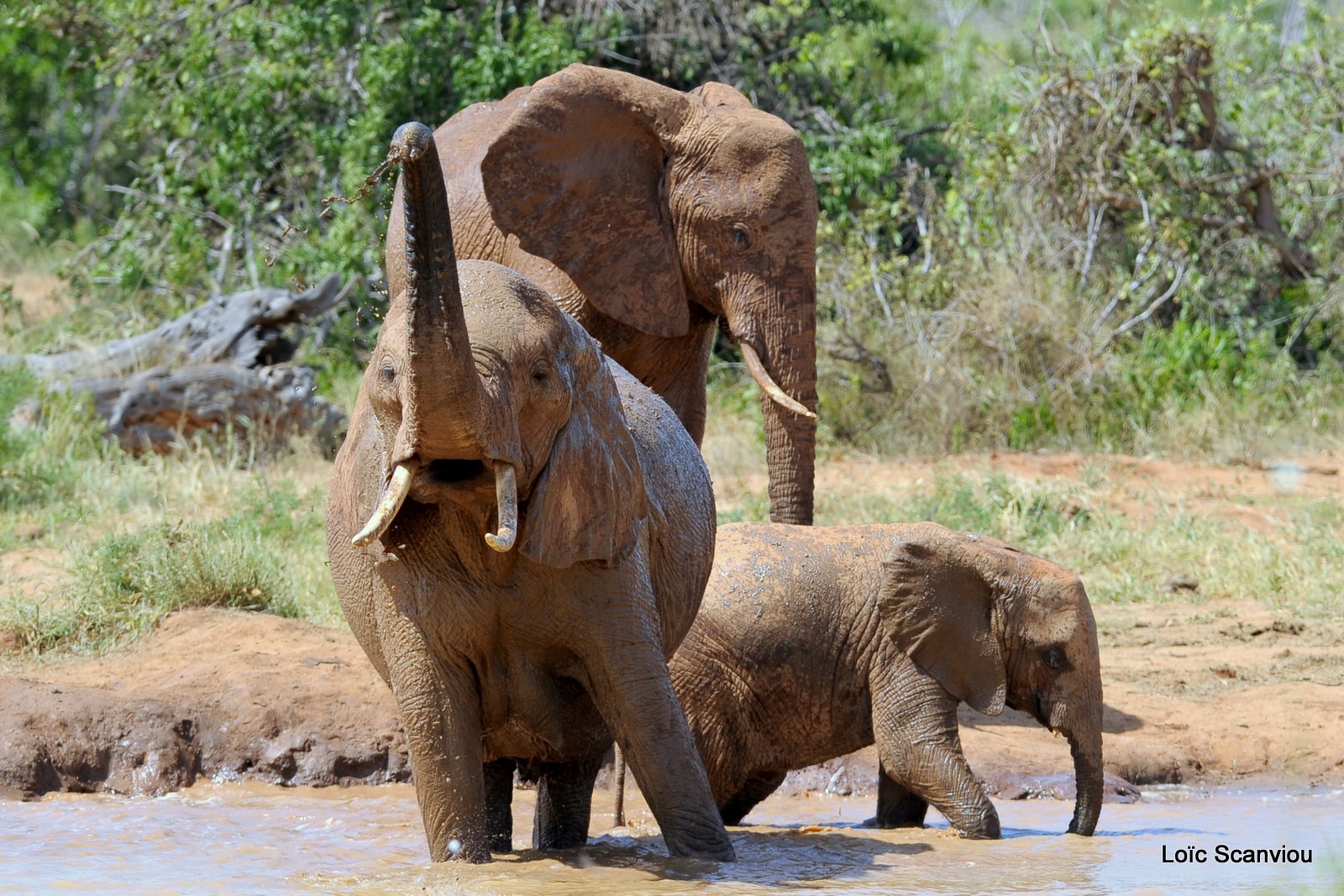 Eléphant (54)
